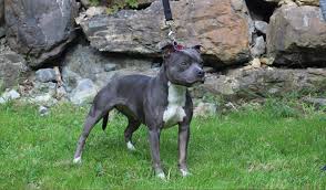 Kennel terr'am staff offers for sale puppies of the american staffordshire terrier from the planned mating of pedigree females and males. Flawless Staffords
