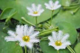 Image result for Nymphoides senegalensis