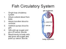 In fishes, the heart pumps out deoxygenated blood which is oxygenated by the gills and supplied to the body parts from where deoxygenated blood is returned to the heart (single circulation). Circulatory Systems In Animals Basic Components Of All