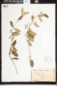 Image result for Marsdenia cynanchoides