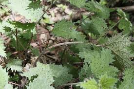 Image result for Girardinia diversifolia