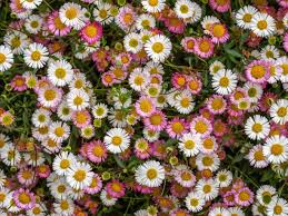 Image result for Erigeron karvinskianus