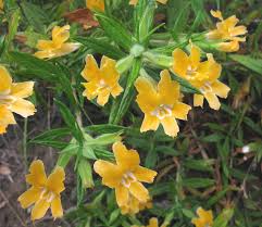 Image result for Mimusops afra