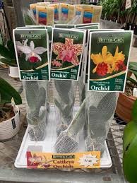 Check spelling or type a new query. Better Gro Orchid Blog