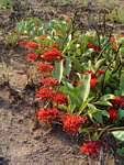 Image result for Terminalia kilimandscharica