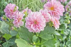 We did not find results for: Can Dahlias Be Grown As Perennials Tips On Growing Dahlias Year Round