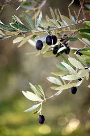 Ingredients Olive Tree Olive Gardens Plants