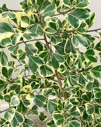 Image result for Ficus triangularis