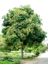 Image result for Firmiana