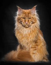 Learn more about this breed. 16 Maine Coon Cats That Look Like Majestic Mythical Creatures Meowingtons