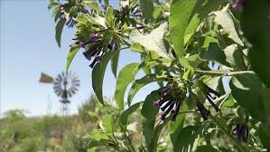 Image result for Iochroma