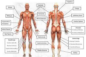 This labeled human muscular system chart illustrates the major muscle groups in the back (posterior) view and the front (anterior) view. 2