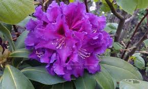 Rododendron Rasputin Rasputin Kupit Kiev Foto Cena Opisanie Rododendrona Krupnocvetkovogo Rasputin Rhododendron Rasputin 80 100 Sm V Pitomnike Rastenij P Plants Vegetables Cabbage
