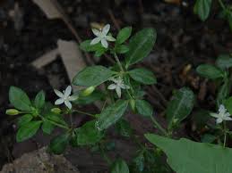 Image result for Glinus