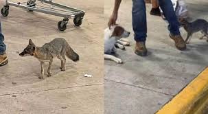 Alerta en Cancún por una zorra gris; tuvo contacto con humanos🎦
