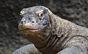 Il vivait en australie il y a encore 40 000 ans. Le Varan Le Plus Gros Des Lezards Avec Le Varan De Komodo