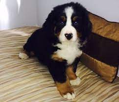 Fine bernese mountain dog puppies for sale. View Ad Bernese Mountain Dog Puppy For Sale Near California Santa Rosa Usa Adn 11200