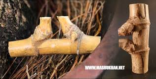 Bambu ini dipercaya memiliki kesaktian oleh sebagian kemudian saya buka pintu mobil, saya diberi ini (mengangkat bambu petuk). Macam Macam Bambu Petuk Dan Kegunaannya Secara Spesifik