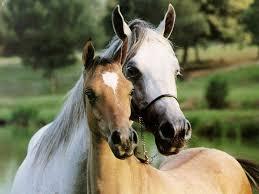 صور خيول جميلة اجمل صور للخيول الاصيلة عيون الرومانسية