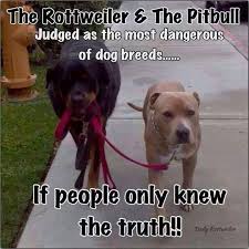 We did not find results for: Austin Rottweilers Home Facebook