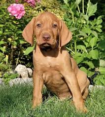 Image result for maďarský krátkosrstý ohař