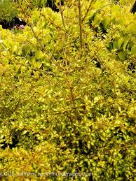 Image result for Coprosma