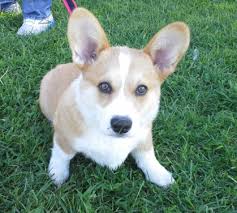 We have provided you with a rough. What S The Best Age To Start Training A Puppy Dog Obedience Training And Behavior Consulting