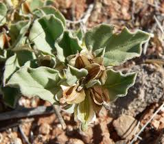 Image result for Nyctaginaceae