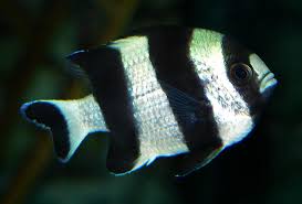 See black and white fish stock video clips. Dascyllus Melanurus Wikipedia
