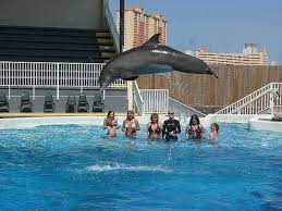 I Will Swim With Dolphins Someday Shark Attack Palm Beach County Night Life