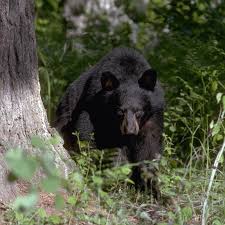 How fast can a black bear run. How Dangerous Are Black Bears North American Bear Centernorth American Bear Center