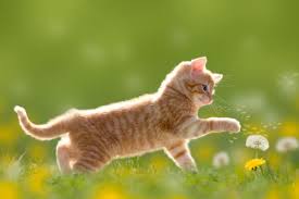 Wondering how to find the best indian cat names? Hindi Names For Female Cats With Meanings