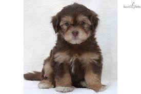 The price of our puppies is $3,500. Chloe Adorable Chocolate Havanese Sold Havanese Havanese Puppies Puppies