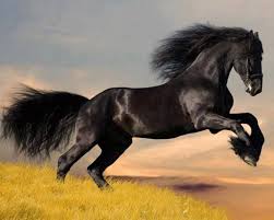 صور خيول سوداء حصان اسود Black Horses Most Beautiful Horses Horses Photoshopped Animals