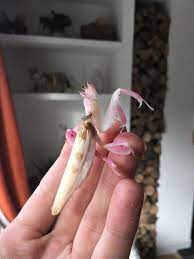 Orchid Mantis Hymenopus Coronatus For Sale Praying Mantis Orchid Mantis Weird Animals