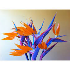 Love beautiful images of flowers and birds. Quotes About Bird Of Paradise Flower 11 Quotes