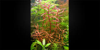 Image result for Nesaea crassicaulis