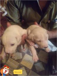 Puppy love @ 20 days old now! Bully Kutta Puppies For Sale Hisar Hr 102809 Petzlover