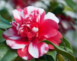 Camellia Japonica Governor Mouton Double Pink Red And White Variegated Bloom Hardy Camellia Camellia Camellia Plant White Camellia
