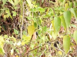 Image result for Zehneria