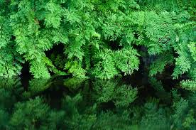 Image result for Osmunda regalis