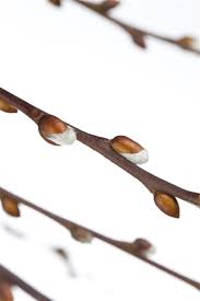 Check spelling or type a new query. Salix Caprea Pendula Salweide Gartnerei Schliebener Da Bluh Ich Auf