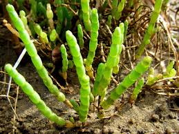 Image result for Asparagus natalensis