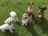 We did not find results for: Tlc Pet Care Dog Walking Services Dundee Dog Walking Yell