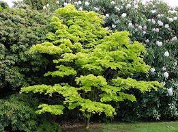 Acer Shirasawanum Aureum Japanese Garden Japanese Maple Tree Japanese Maple