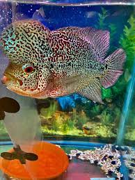 Kaca cermin 3 sisi aquarium untuk untulan ikan louhan ( 30x8 cm ): Pin On Flowerhorn Louhan