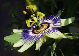 Passiflore Wikipedia