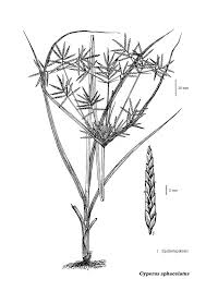 Image result for Cyperus sphacelatus