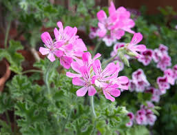 Image result for Pelargonium graveolens