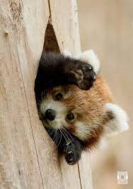 Red Panda Cute Baby Animals Cute Animals Animals